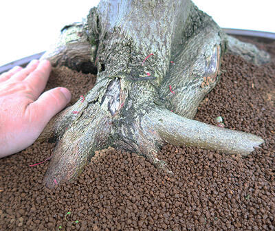 Venkovní bonsai - Javor dlanitolistý - Acer palmatum - POUZE PALETOVÁ PŘEPRAVA - 5