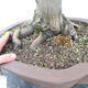 Venkovní bonsai - Javor dlanitolistý - Acer palmatum - POUZE PALETOVÁ PŘEPRAVA - 5/5