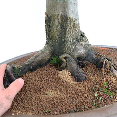 Venkovní bonsai - Javor dlanitolistý - Acer palmatum  - POUZE PALETOVÁ PŘEPRAVA - 5