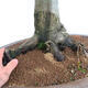 Venkovní bonsai - Javor dlanitolistý - Acer palmatum  - POUZE PALETOVÁ PŘEPRAVA - 5/5