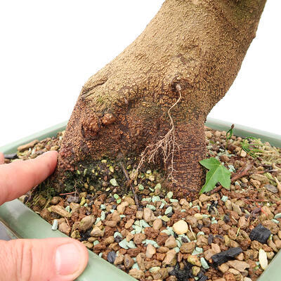 Venkovní bonsai - Javor Burgerův - Acer Burgerianum - POUZE PALETOVÁ PŘEPRAVA - 5