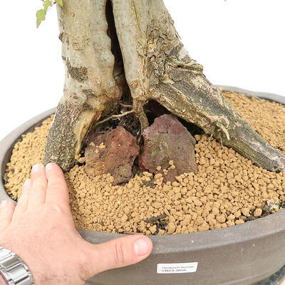 Venkovní bonsai - Javor Burgerův - Acer Burgerianum - POUZE PALETOVÁ PŘEPRAVA - 5
