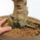 Venkovní bonsai - Javor Burgerův - Acer Burgerianum - POUZE PALETOVÁ PŘEPRAVA - 5/5