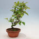 Venkovní  bonsai -  Pseudocydonia sinensis - Kdouloň čínská - 5/5