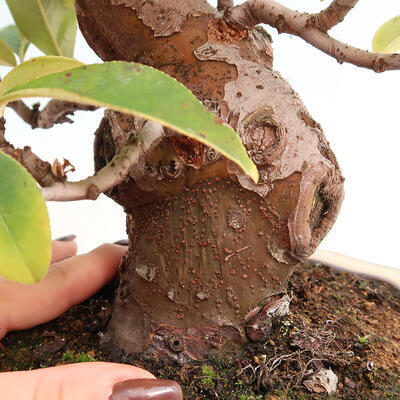 Venkovní  bonsai -  Pseudocydonia sinensis - Kdouloň čínská - 5