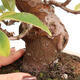 Venkovní  bonsai -  Pseudocydonia sinensis - Kdouloň čínská - 5/7