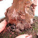 Venkovní  bonsai -  Pseudocydonia sinensis - Kdouloň čínská - 5/7