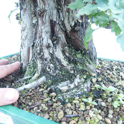 Venkovní bonsai - Hloh jednosemenný - Crataegus monogyna - 5