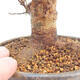 Venkovní bonsai - Javor Buergerianum - Javor Burgerův - 5/5