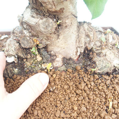 Venkovní bonsai -Maloplodá jabloň - Malus halliana - 5
