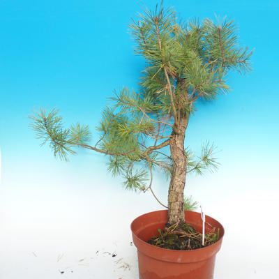 Yamadori - Borovice lesní - Pinus sylvestris - 5