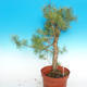 Yamadori - Borovice lesní - Pinus sylvestris - 5/5