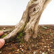 Venkovní bonsai - Juniperus chinensis Kishu-Jalovec čínský - 5/5