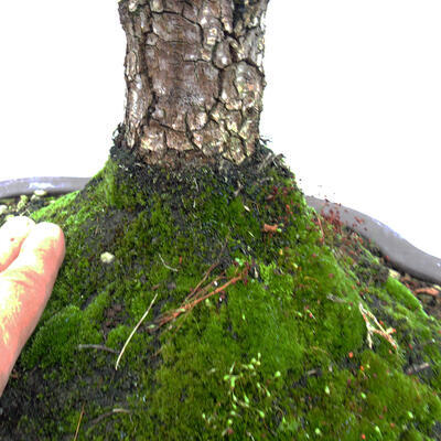 Venkovní bonsai-Ulmus Glabra-Jílm tuhý - 5