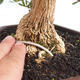 Pokojová bonsai - Buxus harlandii - korkový buxus - 5/5