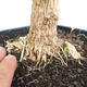 Pokojová bonsai - Buxus harlandii - korkový buxus - 5/7