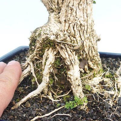 Pokojová bonsai - Buxus harlandii - korkový buxus - 5