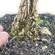 Pokojová bonsai - Buxus harlandii - korkový buxus - 5/7