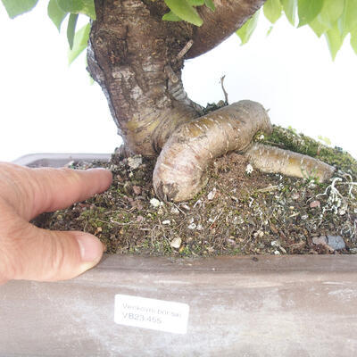 Vonkajšie bonsai - Mahalebka - Prunus mahalieb - 5