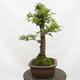 Venkovní bonsai-Ulmus Glabra-Jílm tuhý - 5/5