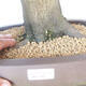 Venkovní bonsai - Habr obecný - Carpinus betulus - 5/5