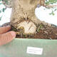 Venkovní bonsai - Jinan dvoulaločný - Ginkgo biloba - 5/5