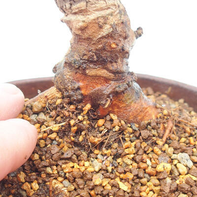 Venkovní bonsai - Zelkova - Zelkova NIRE - 5