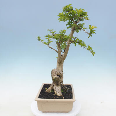 Pokojová bonsai - Duranta erecta Aurea - 5