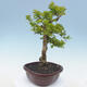 Pokojová bonsai - Duranta erecta Aurea - 5/7