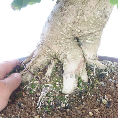 Venkovní bonsai - Jinan dvoulaločný - Ginkgo biloba - 5