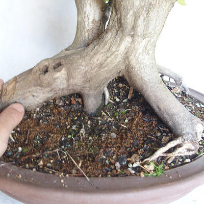 Venkovní bonsai Carpinus betulus- Habr obecný VB2020-485 - 5
