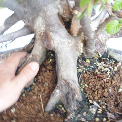 Venkovní bonsai Carpinus betulus- Habr obecný VB2020-487 - 5
