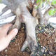 Venkovní bonsai Carpinus betulus- Habr obecný VB2020-487 - 5/5