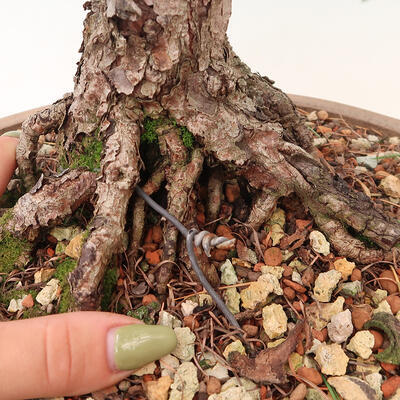 Venkovní bonsai - Larix decidua - Modřín opadavý - 5