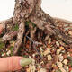 Venkovní bonsai - Larix decidua - Modřín opadavý - 5/5
