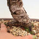 Venkovní bonsai - Larix decidua - Modřín opadavý - 5/5