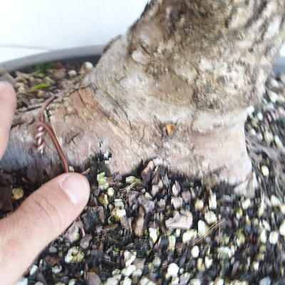 Venkovní bonsai -Ulmus GLABRA Jilm habrolistý VB2020-495 - 5
