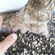 Venkovní bonsai -Ulmus GLABRA Jilm habrolistý VB2020-495 - 5/5