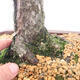 Venkovní bonsai - Pinus sylvestris - Borovice lesní - 5/5