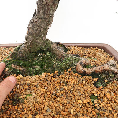 Venkovní bonsai - Pinus sylvestris - Borovice lesní - 5