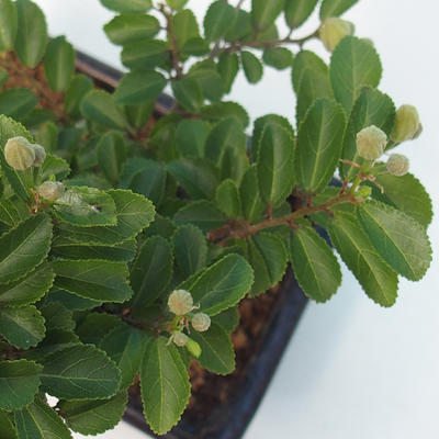 Pokojová bonsai - Grewia occidentalis - Hvězdice levandulová - 5