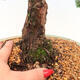 Venkovní bonsai - Juniperus chinensis Kishu -Jalovec čínský - 5/5