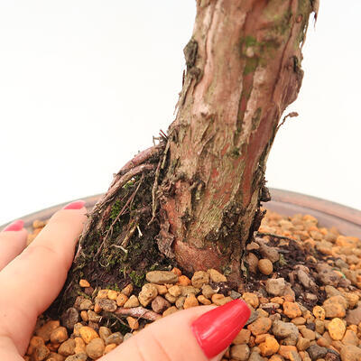 Venkovní bonsai - Juniperus chinensis Kishu -Jalovec čínský - 5