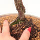 Venkovní bonsai - Juniperus chinensis -Jalovec čínský - 5/5