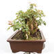 Venkovní bonsai -Javor babyka - Acer campestre - 5/6