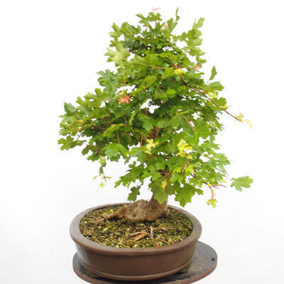 Venkovní bonsai -Javor babyka - Acer campestre - 5