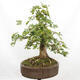 Venkovní bonsai -Javor babyka - Acer campestre - 5/6
