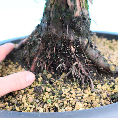Yamadori Juniperus chinensis - jalovec - 5