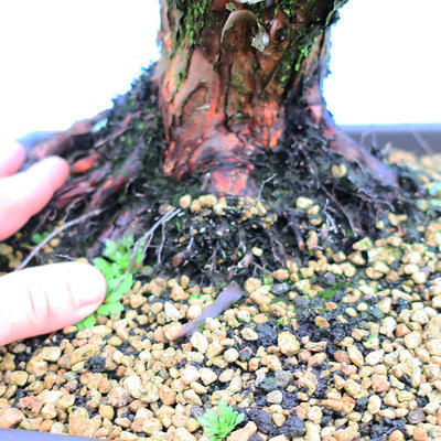 Yamadori Juniperus chinensis - jalovec - 5