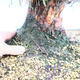 Yamadori Juniperus chinensis - jalovec - 5/6